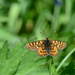 Euphydryas asiatica alexandrina - Photo (c) Pavel Gorbunov, some rights reserved (CC BY-NC), uploaded by Pavel Gorbunov