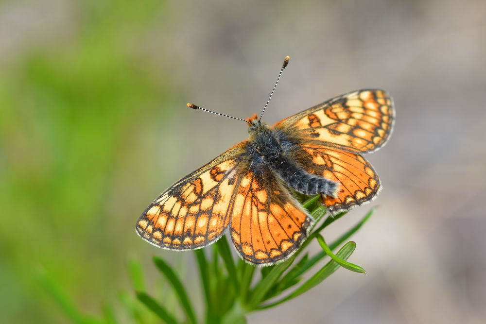 Euphydryas asiatica