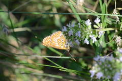 Euphydryas asiatica