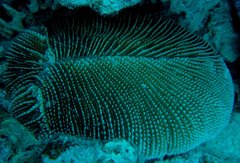 Ctenactis