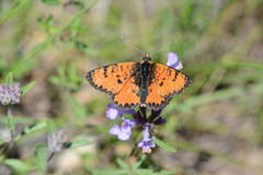Melitaea ala