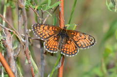 Melitaea alatauica