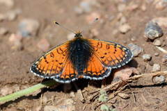 Melitaea asteroida