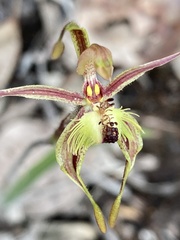 Caladenia plicata