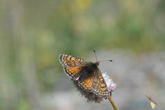 Melitaea asteroida