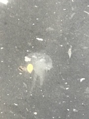 Chrysaora chesapeakei