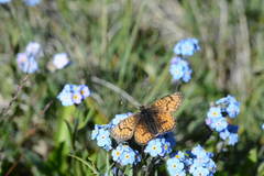 Melitaea asteroida