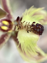 Caladenia plicata