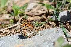 Melitaea athene