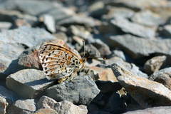 Melitaea athene