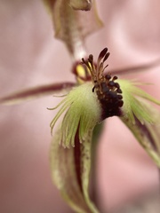 Caladenia plicata