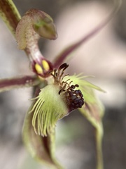 Caladenia plicata