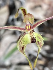 Caladenia plicata