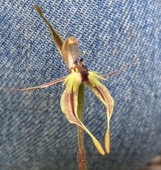 Caladenia plicata