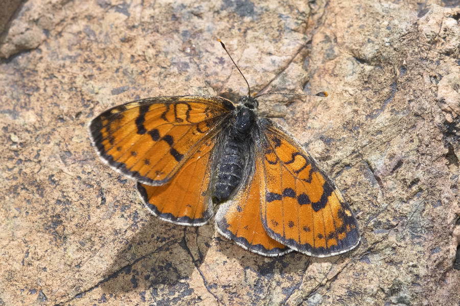 Ferganian Fritillary