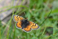 Melitaea minerva