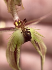 Caladenia plicata