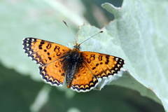 Melitaea minerva