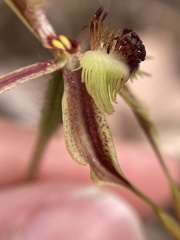 Caladenia plicata