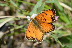 Melitaea sibina