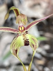 Caladenia plicata