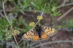 Melitaea solona