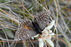 Melitaea solona