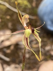 Caladenia plicata