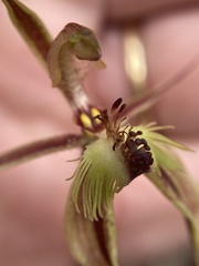 Caladenia plicata