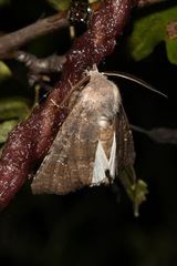 Aporophyla lutulenta
