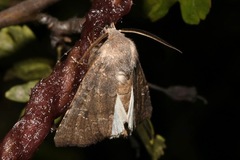 Aporophyla lutulenta