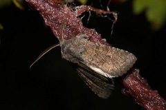 Aporophyla lutulenta