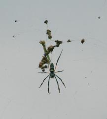 Trichonephila senegalensis