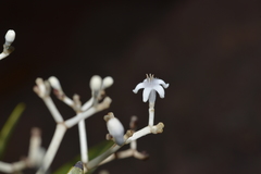 Psychotria rupicola