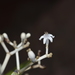 Psychotria rupicola - Photo (c) Pierre-Louis Stenger, osa oikeuksista pidätetään (CC BY-NC), lähettänyt Pierre-Louis Stenger