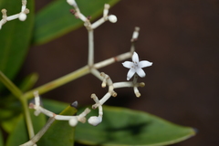 Psychotria rupicola