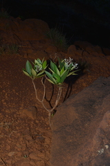 Psychotria rupicola