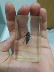 Cyphogastra javanica