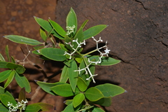 Psychotria rupicola