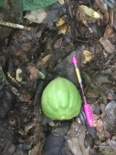 Massularia acuminata