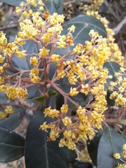 Pomaderris paniculosa paralia