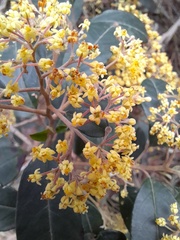 Pomaderris paniculosa paralia