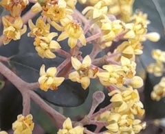 Pomaderris paniculosa paralia