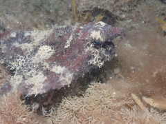 Ogcocephalus pantostictus
