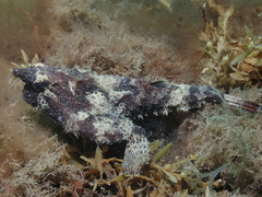 Ogcocephalus pantostictus