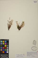 Plagiobothrys scouleri