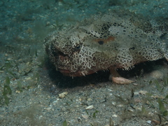 Ogcocephalus