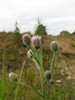 Bitter Fleabane - Photo (c) --Tico--, some rights reserved (CC BY-NC-ND)