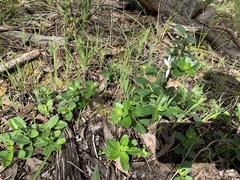 Olearia myrsinoides