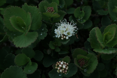 Spiraea betulifolia aemiliana